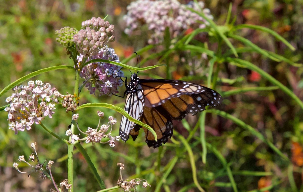 ReWild Bird Park: Native Garden Workshop & Fundraiser