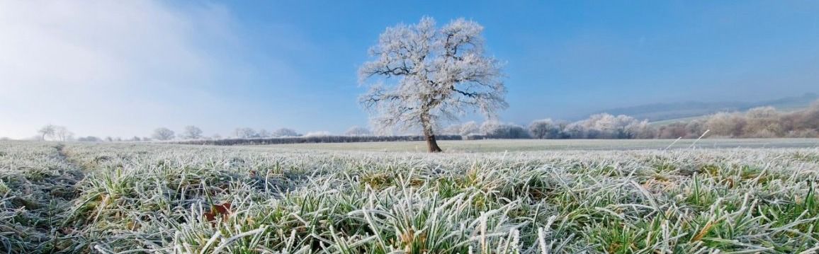 Winter Wildlife Wonders at Heal Somerset