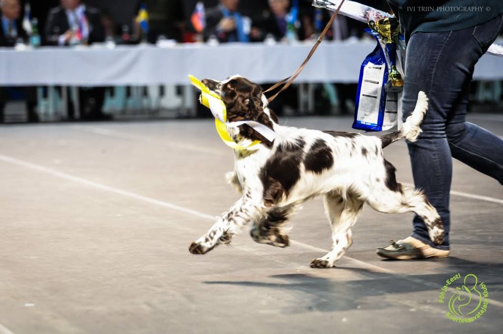 Tallinn Winter Cup 2025 CACIB + CAC