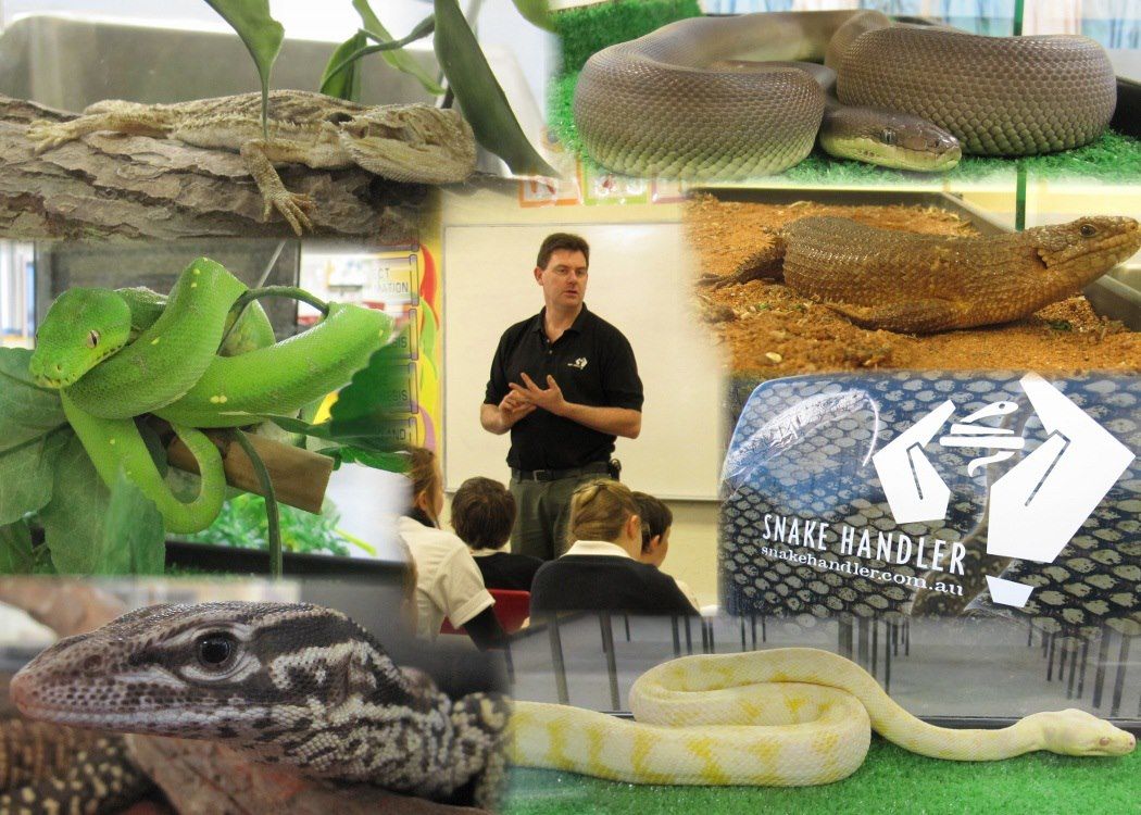 Cairns venomous snake handling course