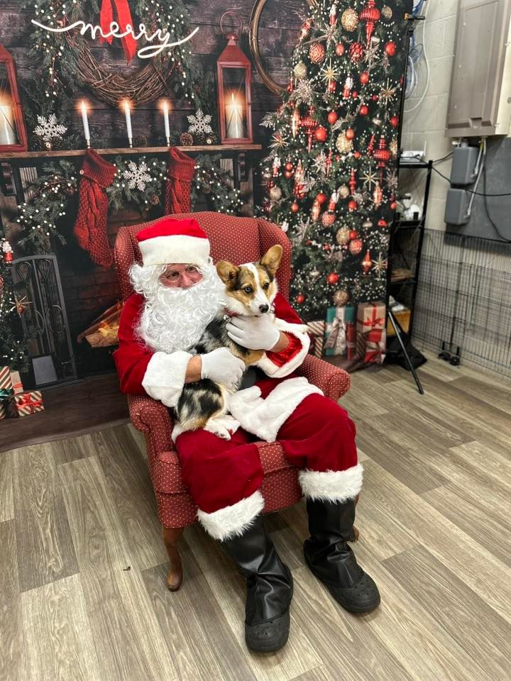 Picture your pets with Santa