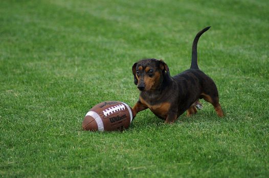 Doggy Day Camp Puppy Bowl Party