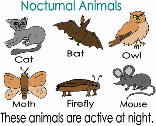 Jump into STEM – Nocturnal Animals, Lancaster County Environmental Center,  21 October 2021