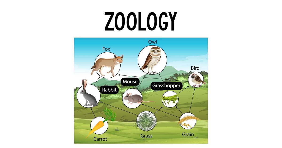 Food Chains and Webs