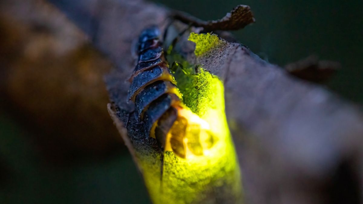 Glow worm walk at Figsbury Ring, near Salisbury