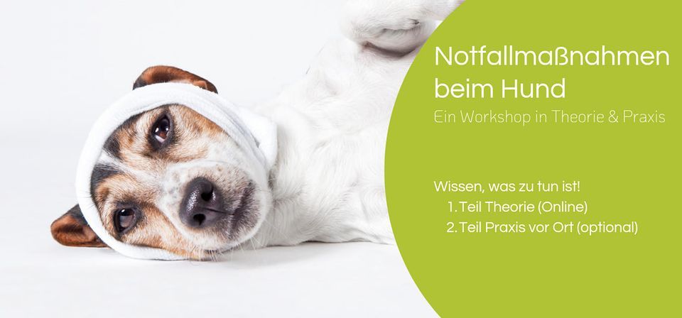 Was tun bei Notf\u00e4llen beim Hund? (Online-Vortrag)