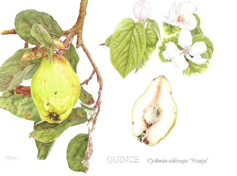 Botanical Illustration Using Mixed Media