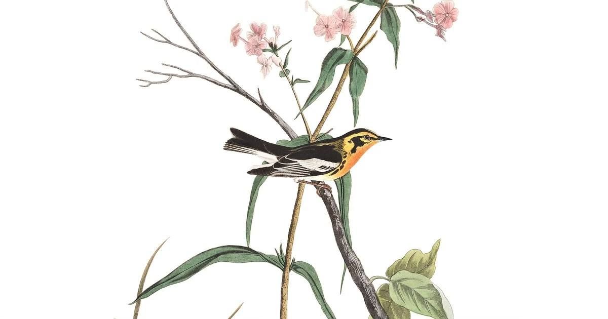 Beginning Birding: Wood-Warblers of Kleinstuck (in-person)