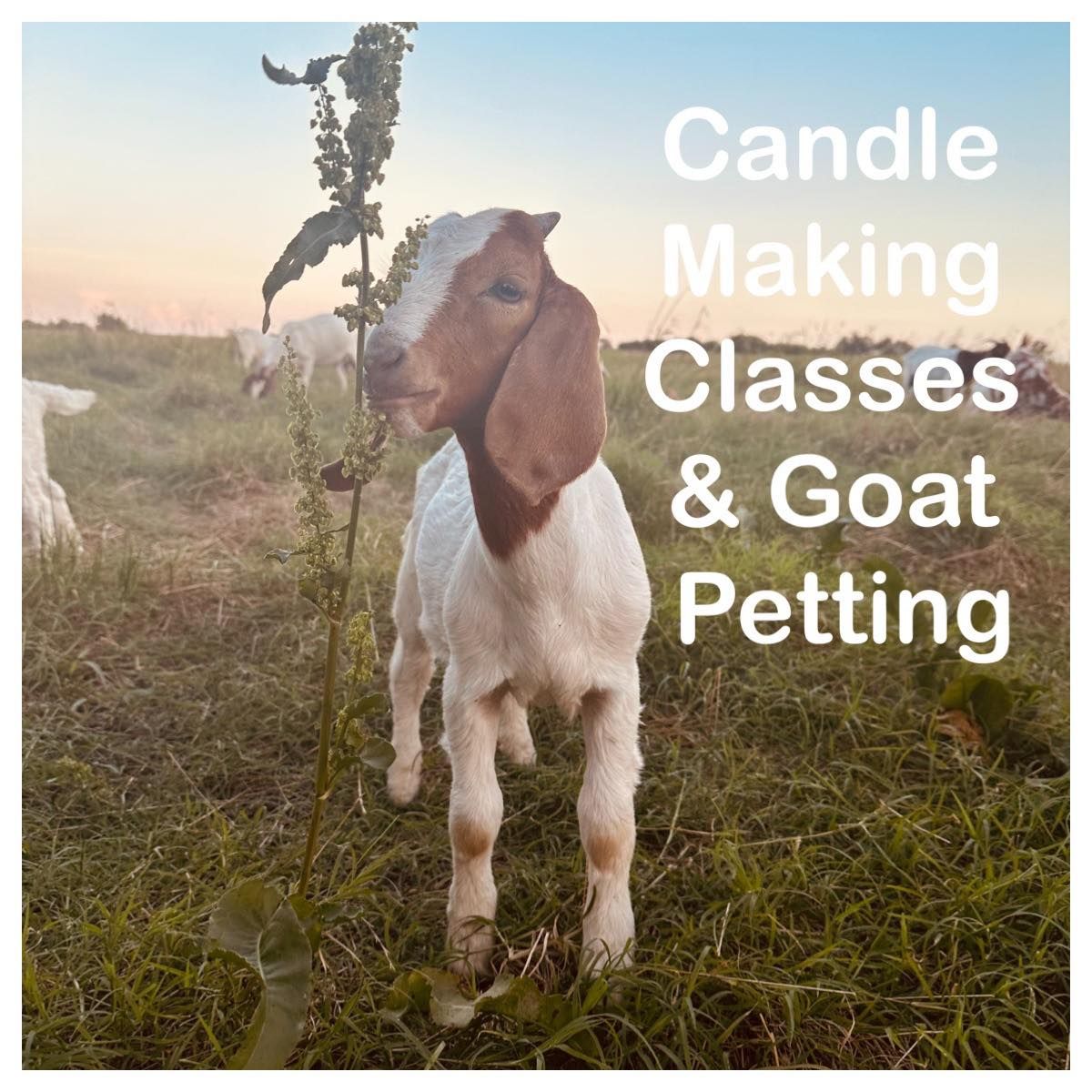 Candle making workshop & Pet cute Goats!