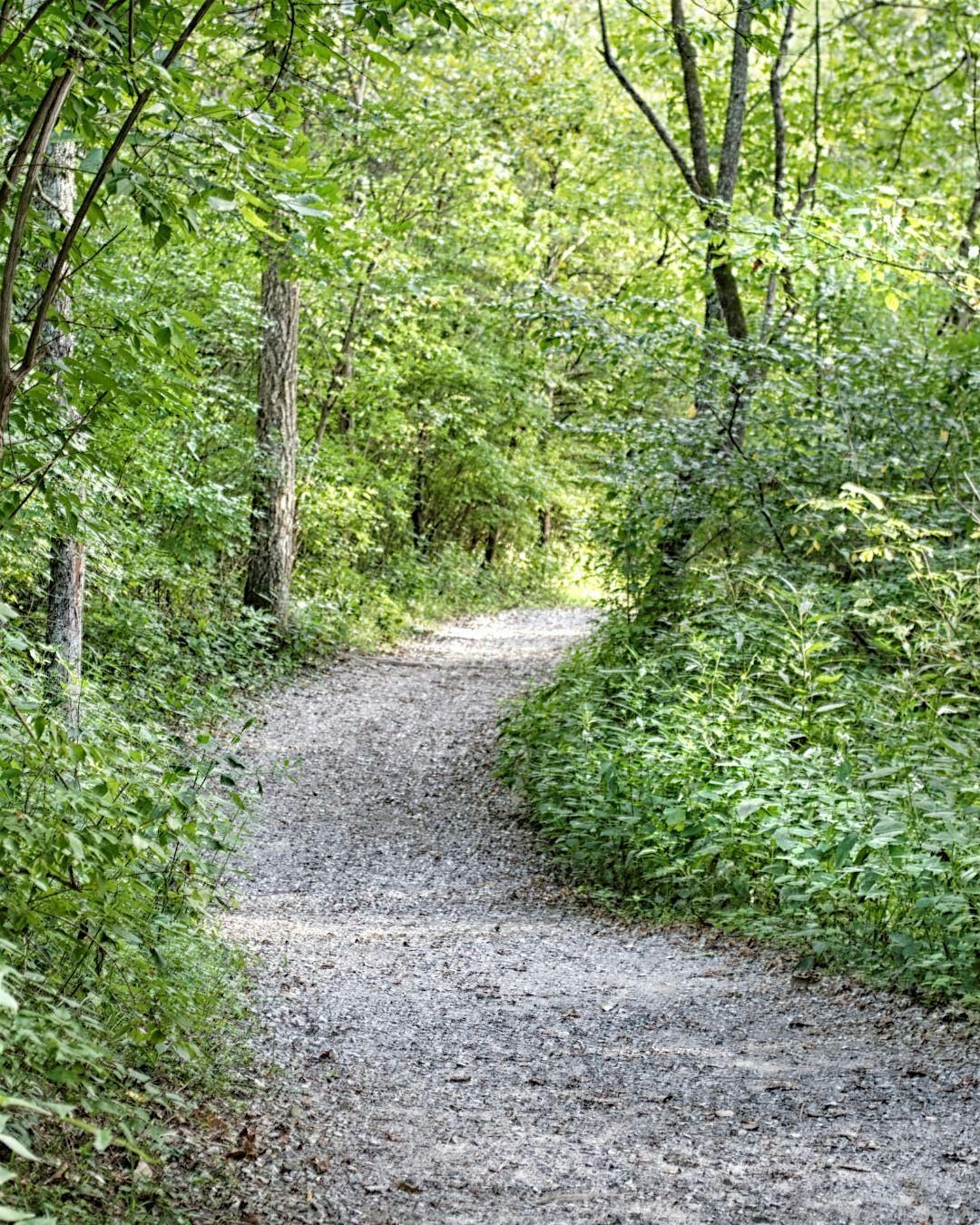 Hidden Healing: Plant Walk at Carl W. Kroening Nature Center