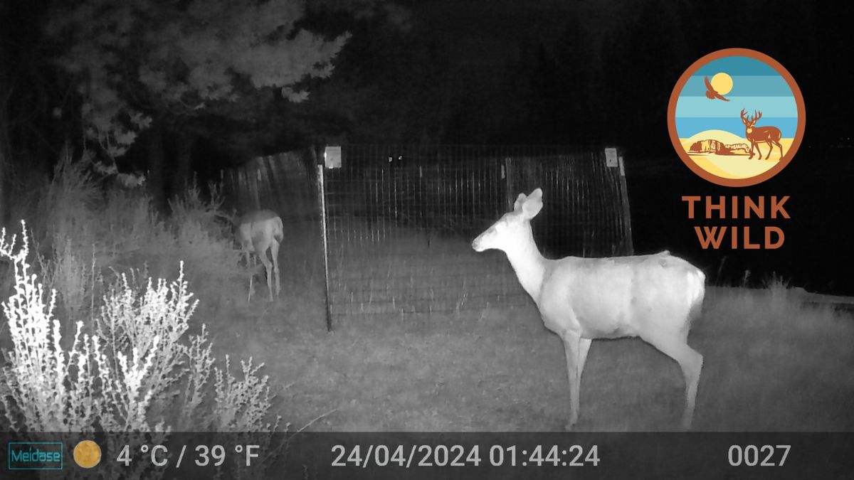 Observing Wildlife through Trail Cameras for Personal Enrichment and Citizen Science