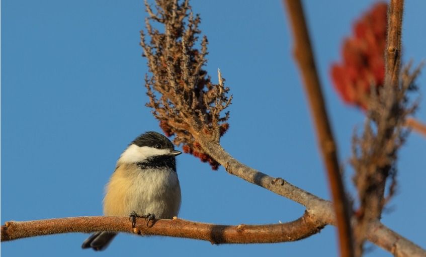 "Fall Bird Walk" with Martha Kane