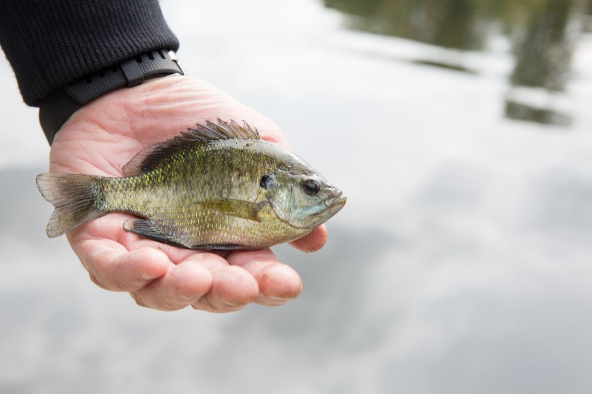 Fish Release