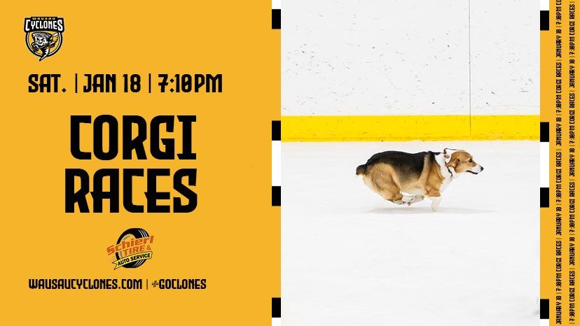 Corgi Races