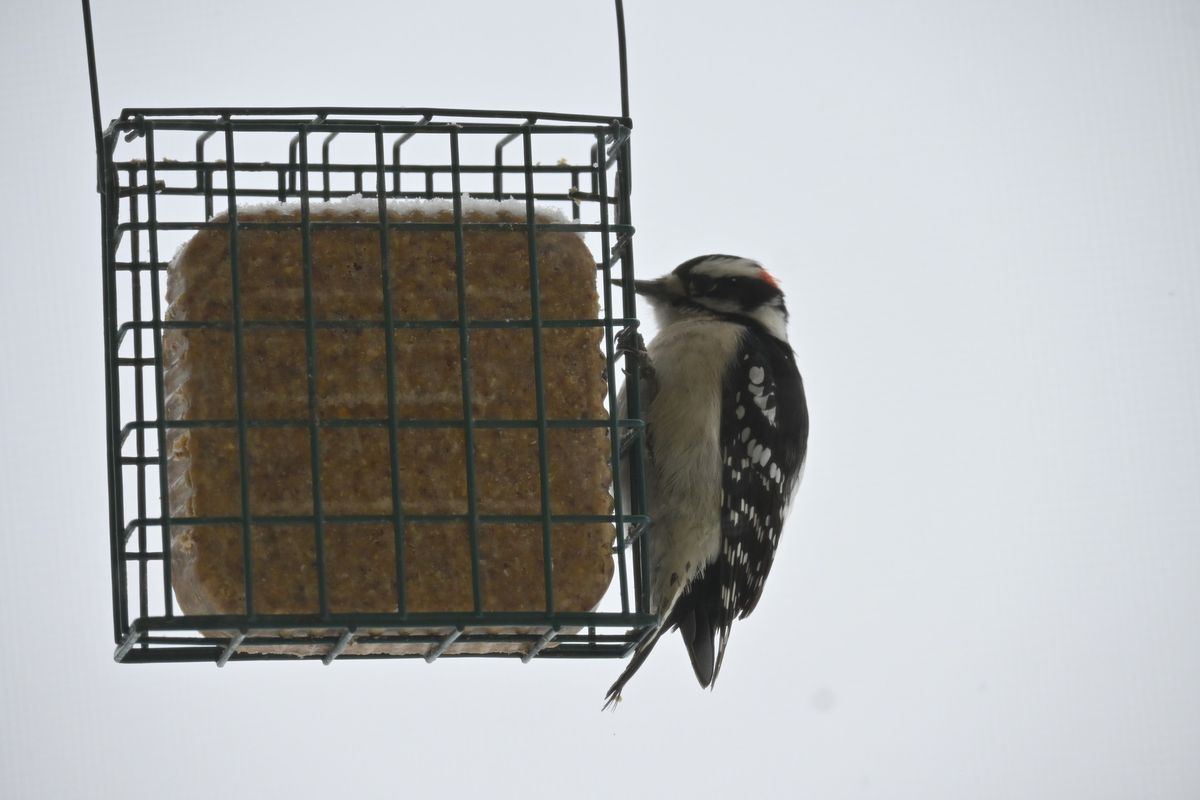 Do-It-Yourself Bird Feeders