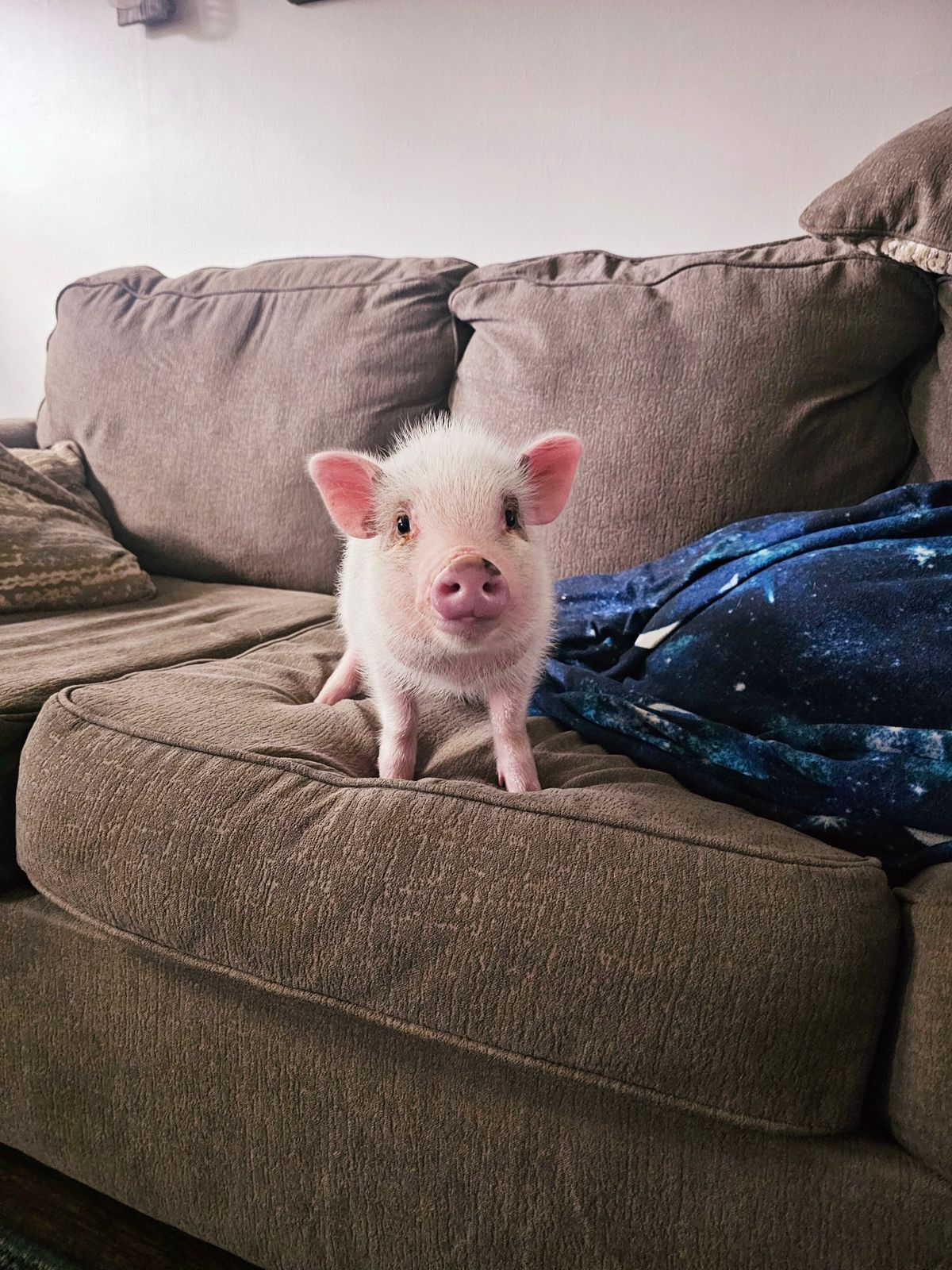 Kids Yoga with Piggies! 