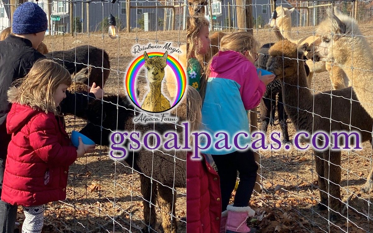 Alpaca Interaction - GSO