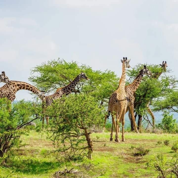 Giraffe Centre & Elephant Orphanage 