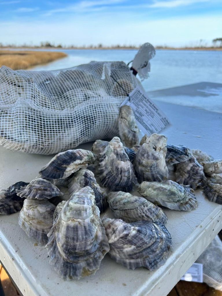 Murphy's Oyster Festival