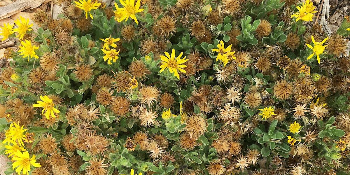 Native Plant Garden Volunteer Day at the Laguna Environmental Center