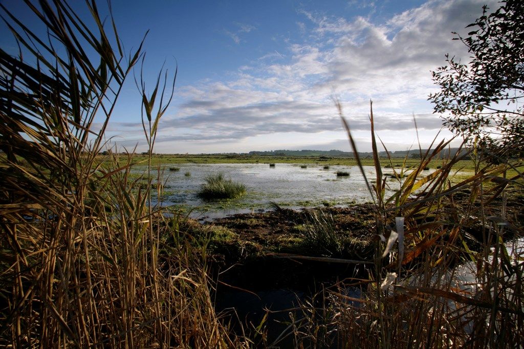 Morning visit to Exminster Marshes