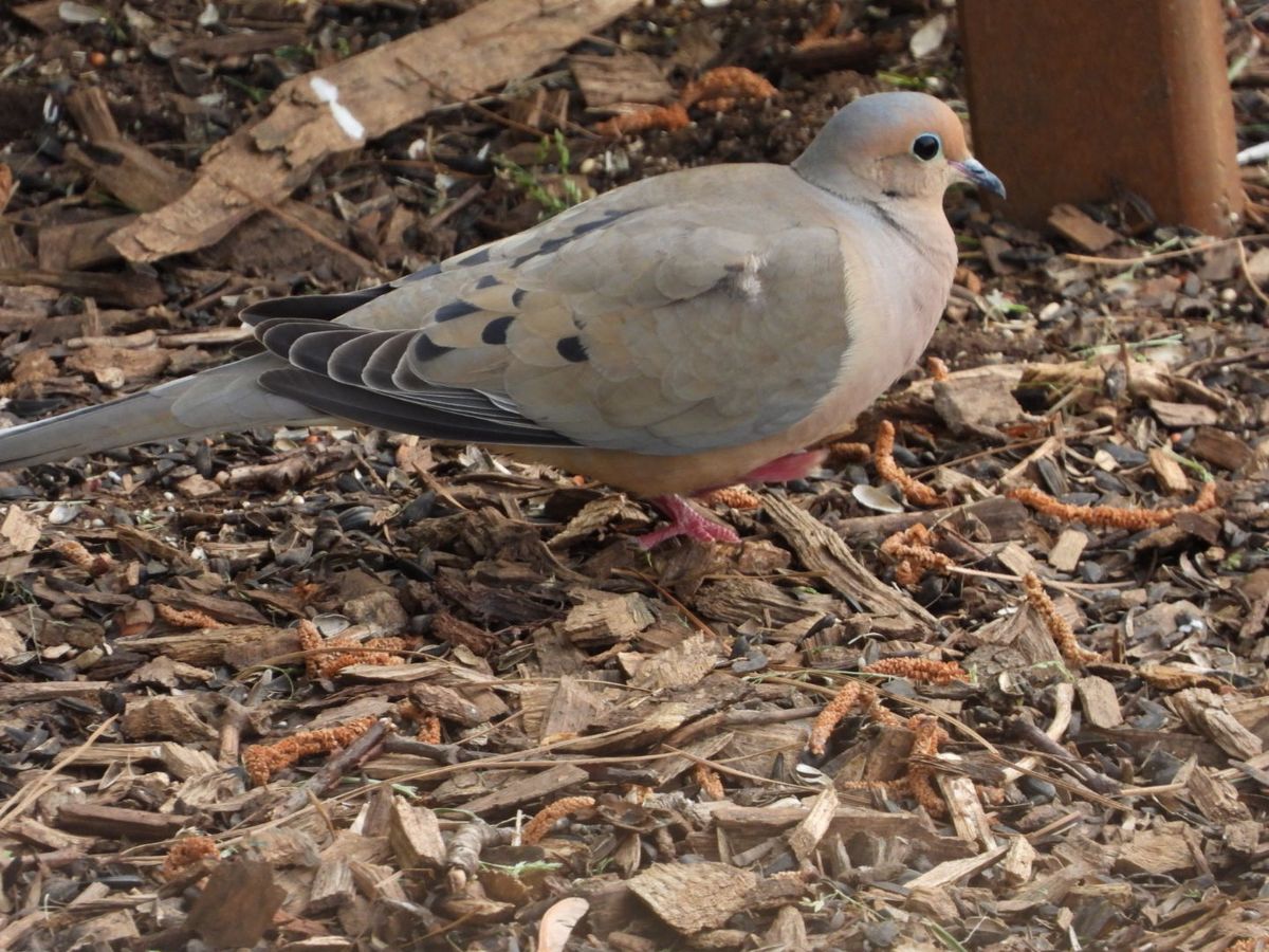 Bird ID for the Great Backyard Bird Count (PM)