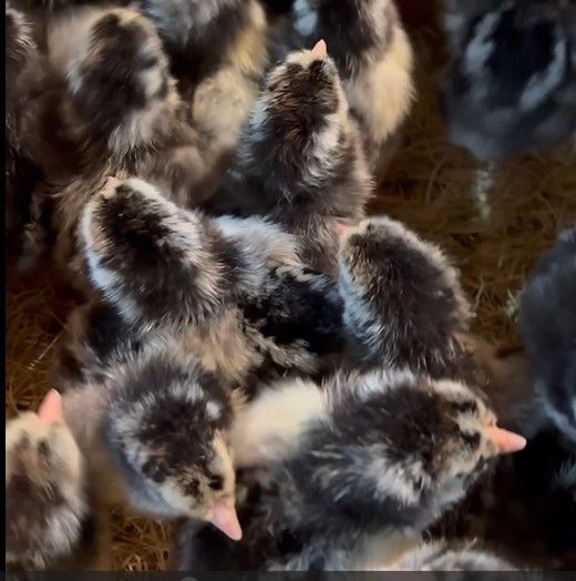 Chick Day @ Family Center in Paola, KS