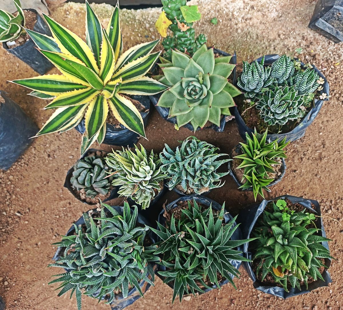 Succulents Collect