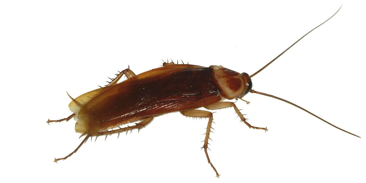 Cockroach Identification Workshop