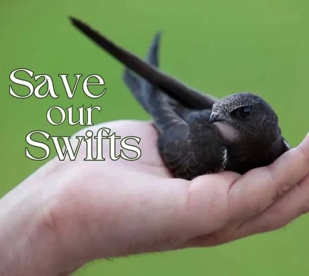 Swifts in Crisis: How You Can Help