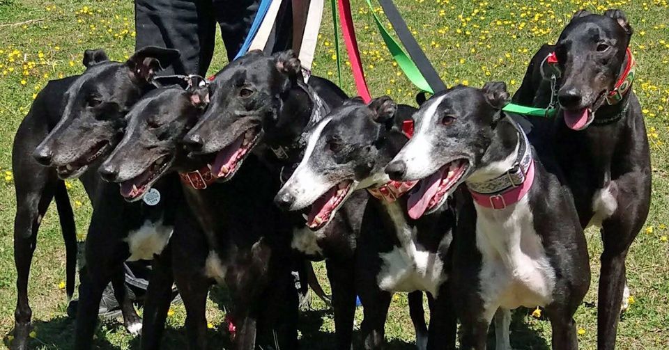 Great Global Greyhound Walk Wlimington