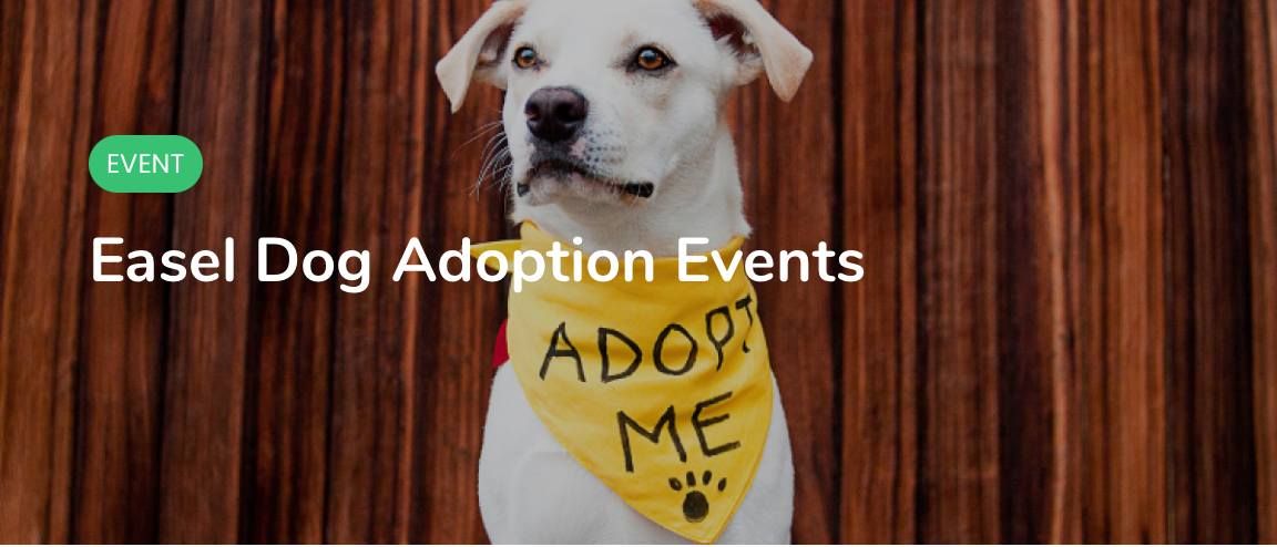 Easel Dog Adoptions