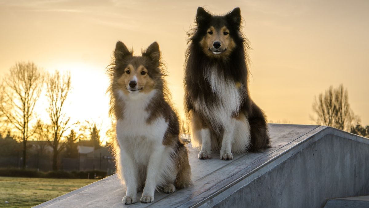 Basic Obedience - Sit & Focus