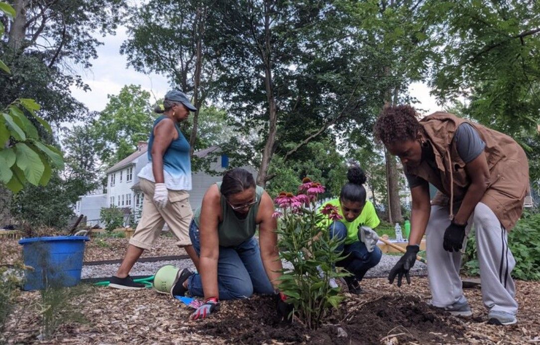 Creating an Urban Refuge for Bees