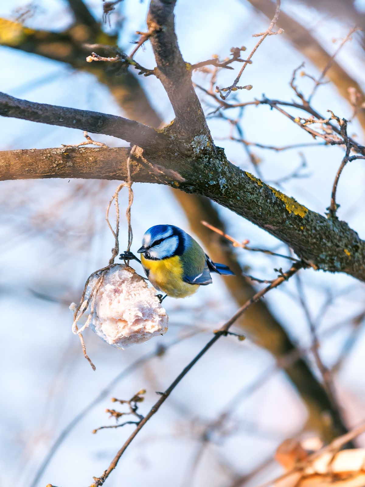 Ferienspecial: Vogelfutter selbstgemacht