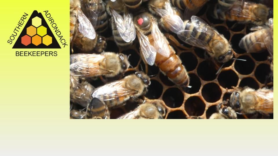 Beginner Beekeeping Class 