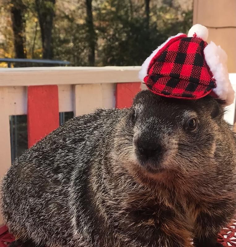 Celebrate Groundhog Day 2023, Burritt on the Mountain, Huntsville, 29