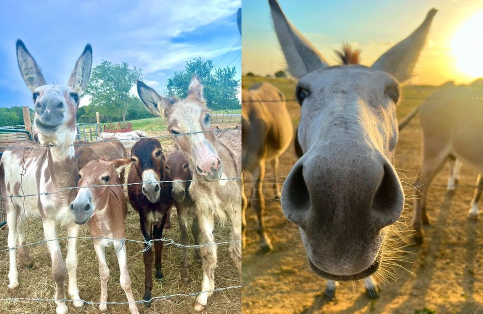 Donkeys and Diamonds Gala, One Preston Events, Gunter, 22 March 2024
