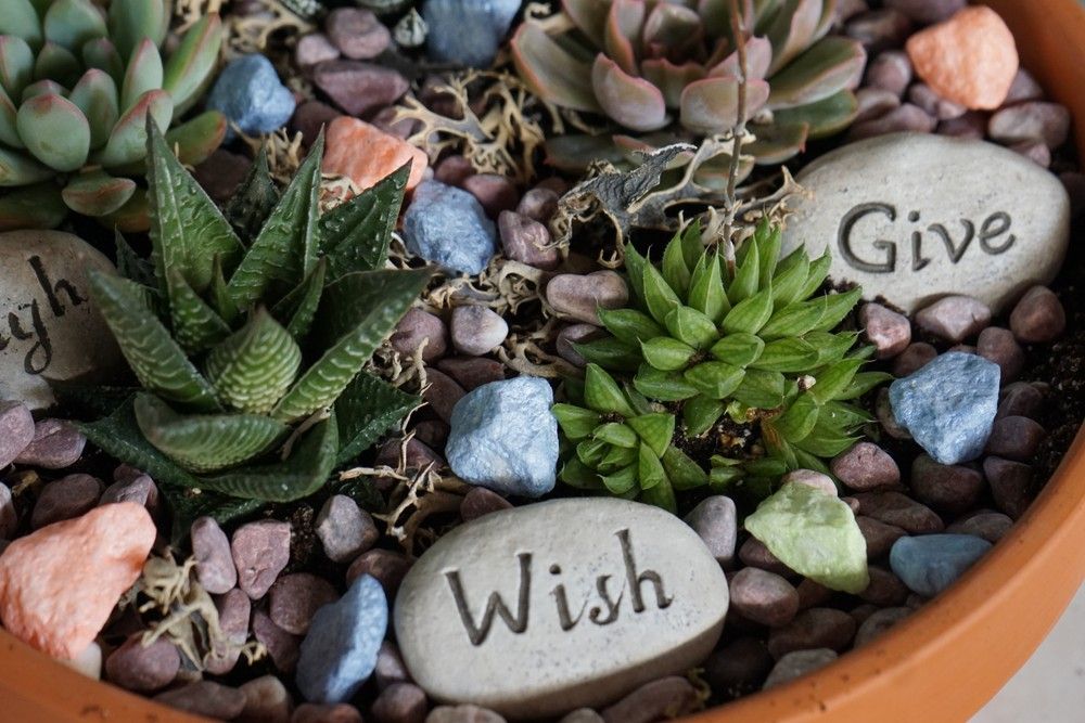 Succulent Workshop 