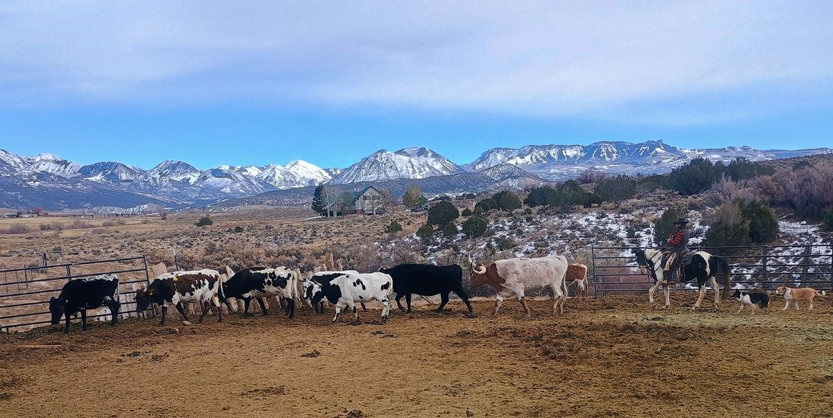 Cow Working Clinic