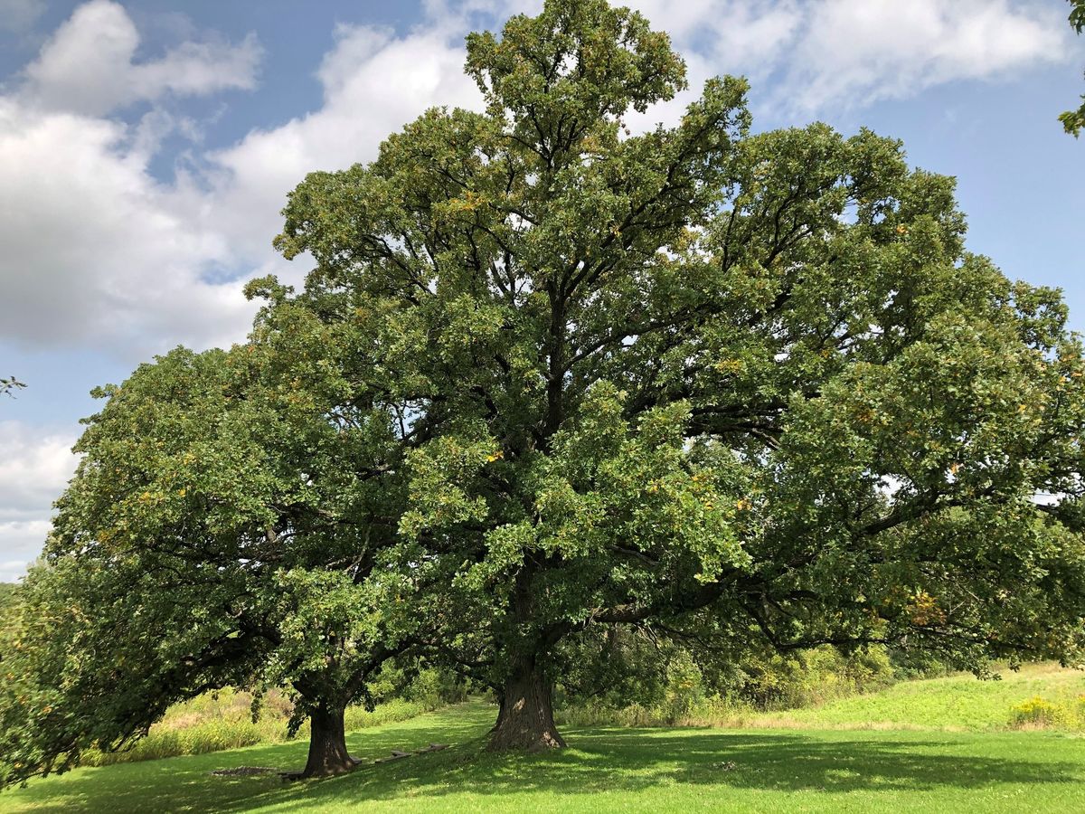 Learn from the Experts: Witness Trees