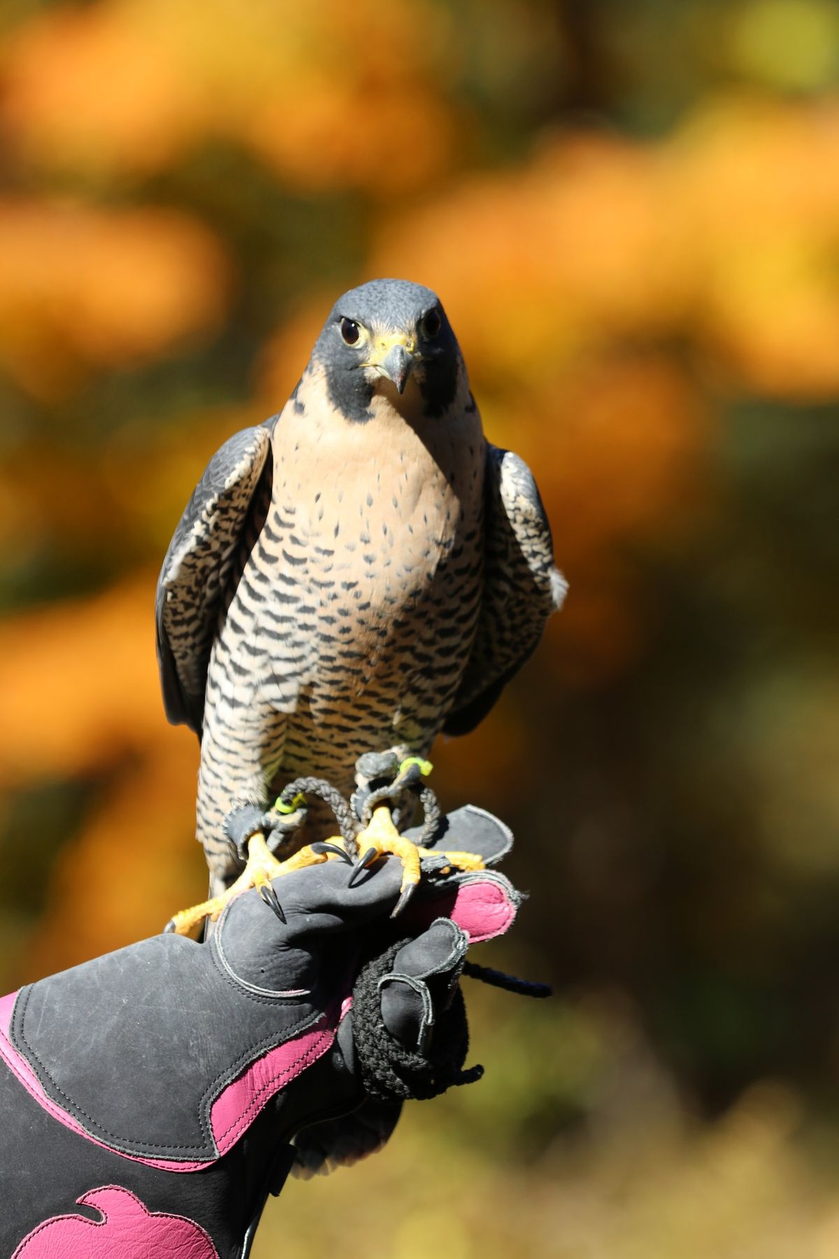 Raptors @ Shepaug Dam 