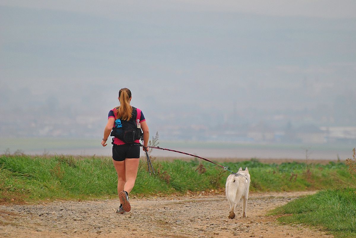 Dogtrekking Zde jsou lvi