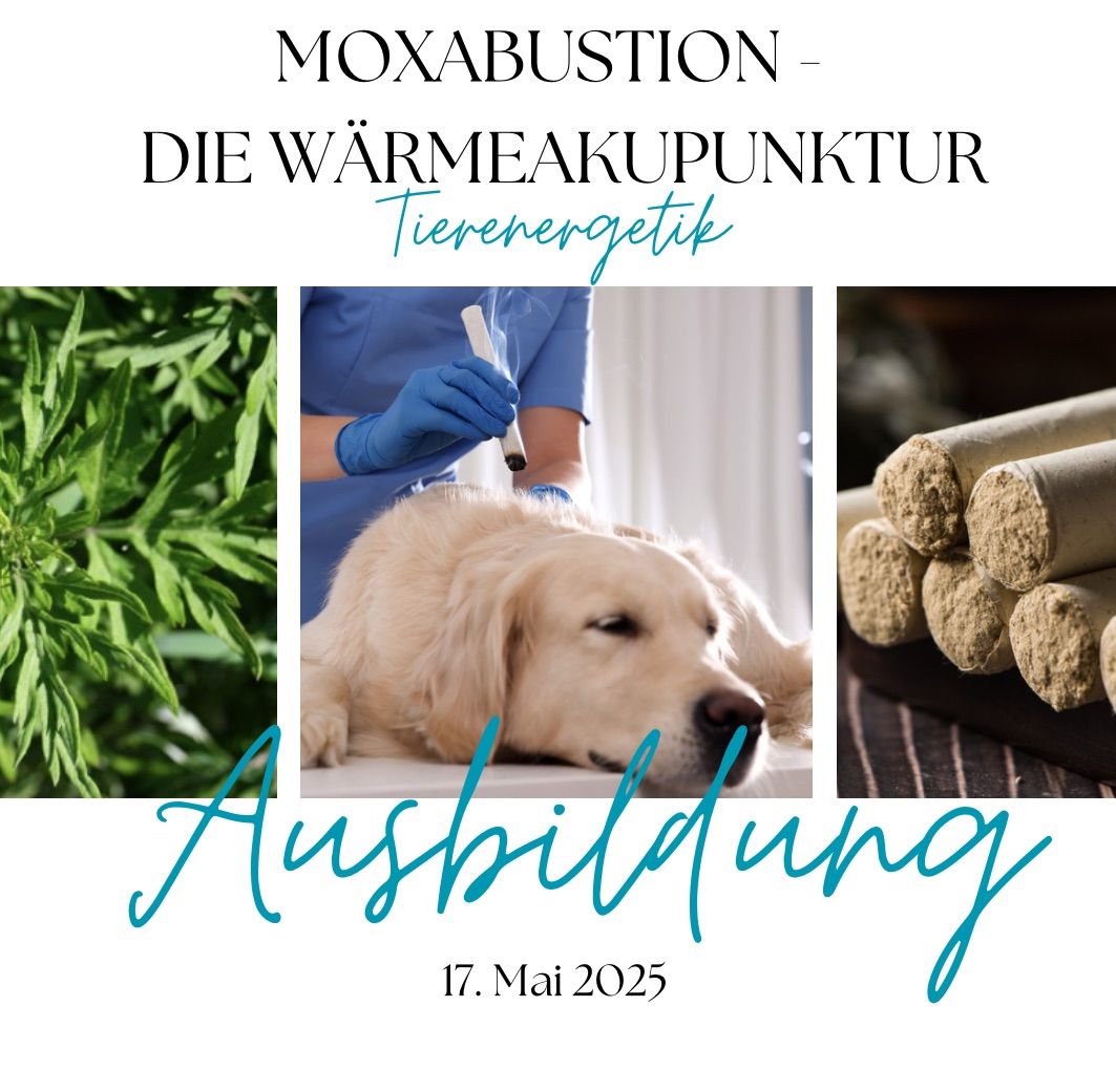 Tierenergetische Ausbildung- MOXABUSTION W\u00c4RMEAKUPUNKTUR 