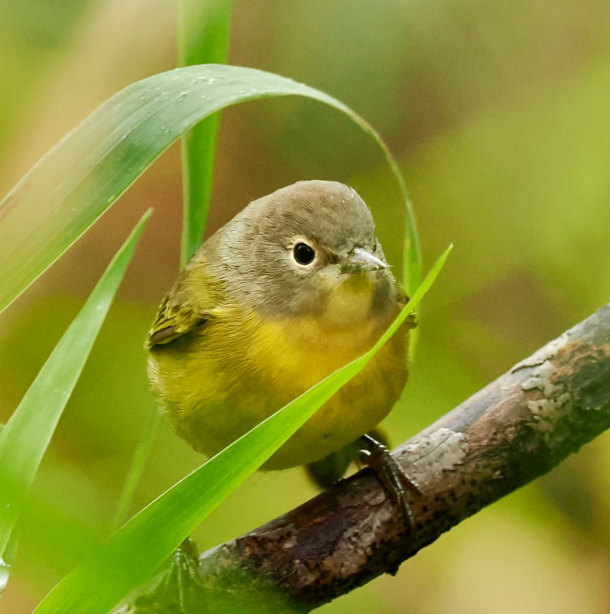 Fall Migration Guided Bird Walks