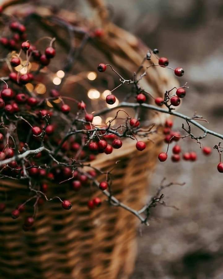 Christmas Market at Quarr Abbey 