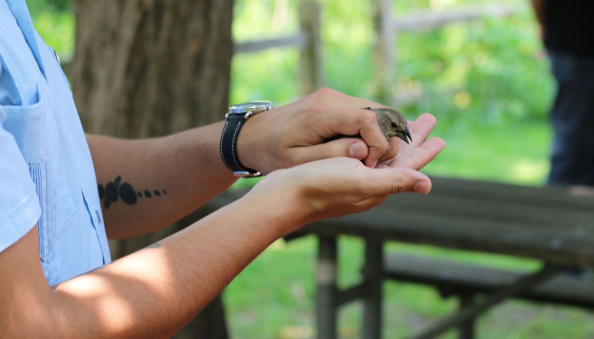 Drop in Bird Banding