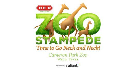 H-E-B Zoo Stampede