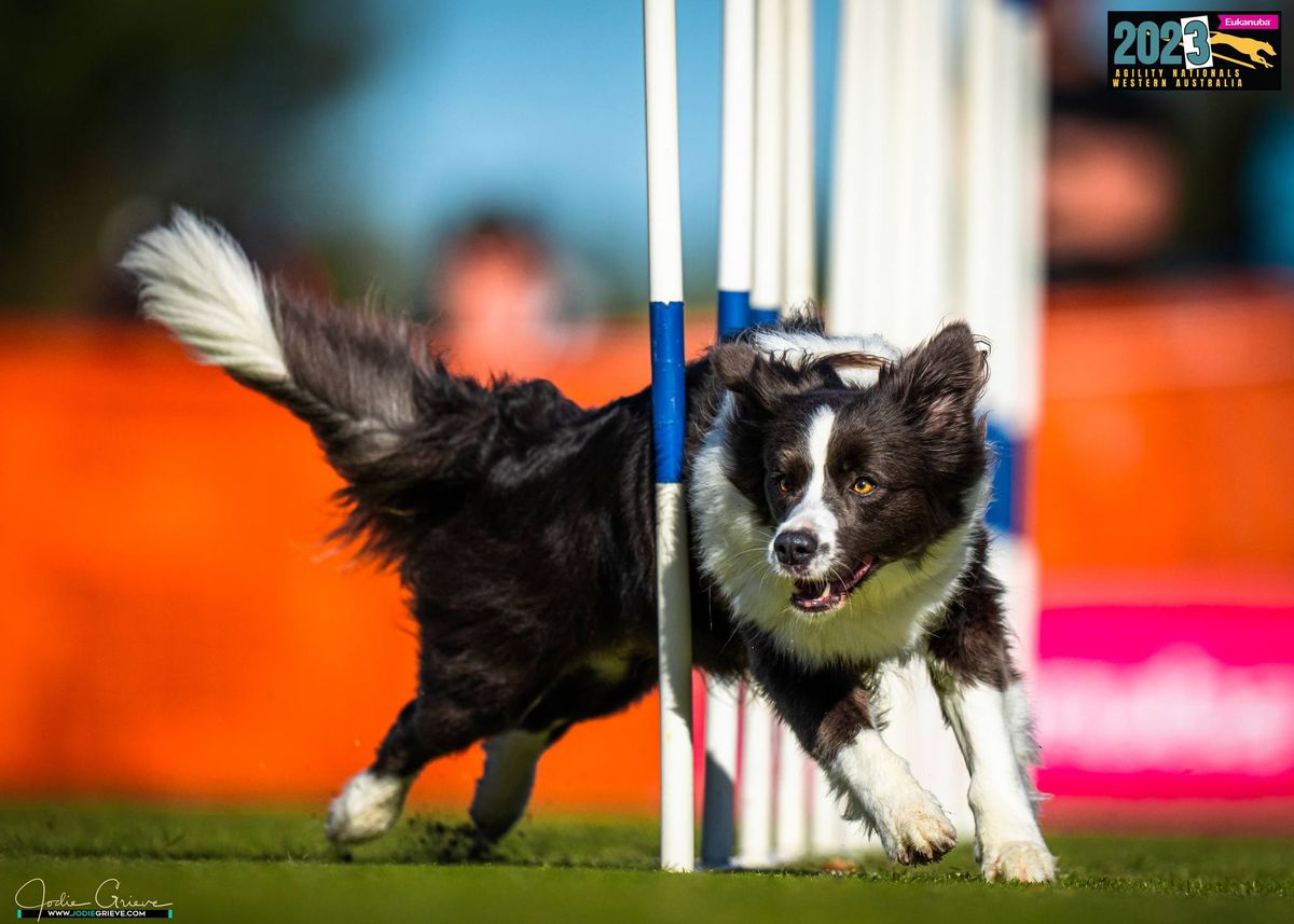 Sporty Paws Training Classes