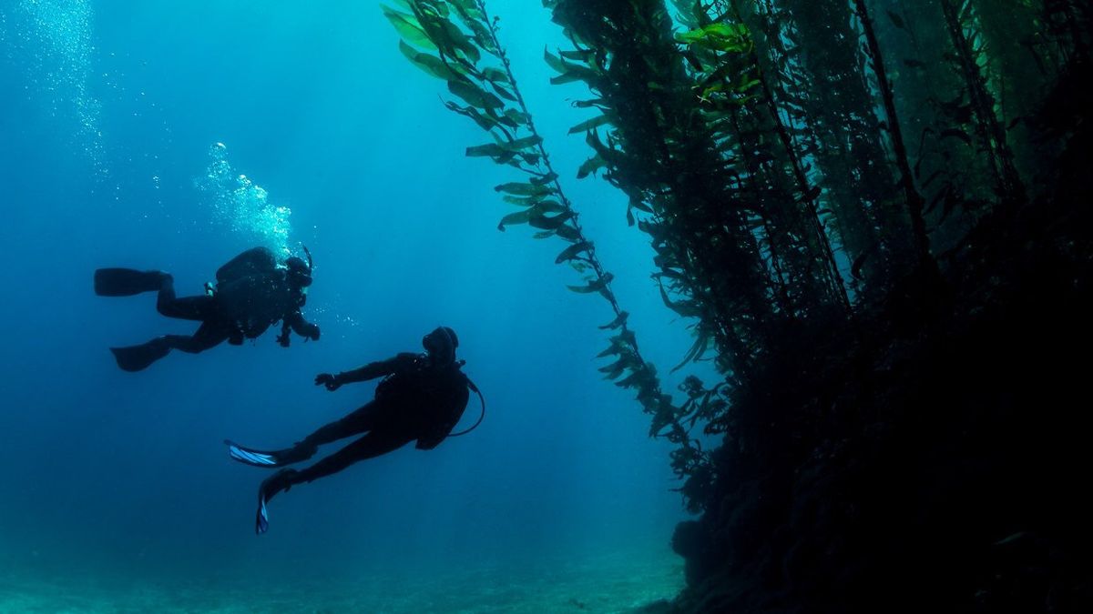 BOAT DIVE MONTEREY & CARMEL 